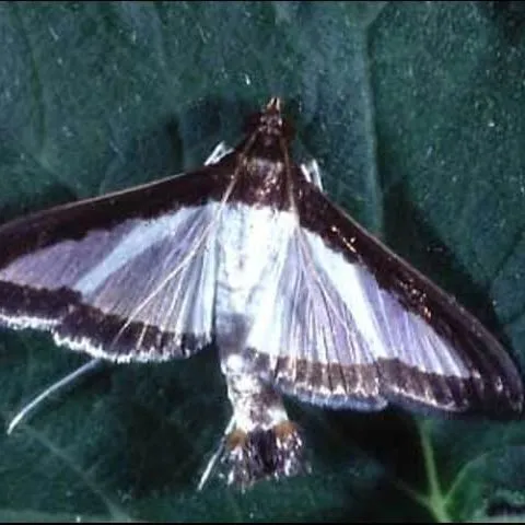 thumbnail for publication: Melonworm, Diaphania hyalinata Linnaeus (Insecta: Lepidoptera: Crambidae)